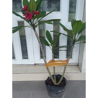 cây sứ đại thái đỏ