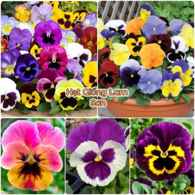 HẠT GIỐNG HOA BƯỚM PANSY ( ĐỦ MÀU ) - Loài hoa đẹp, đa sắc màu .
