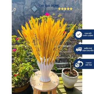 COMBO SÉT 100 BÔNG LÚA MẠCH VÀNG SIÊU ĐẸP