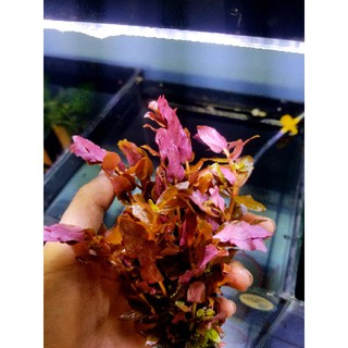 CÂY THỦY SINH HỒNG HỒ ĐIỆP-TRANG TRÍ BỂ CÁ