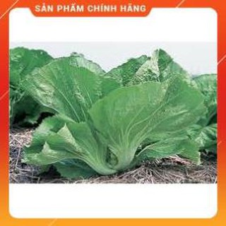 HẠT GIỐNG CẢI BẸ DƯA CAO SẢN