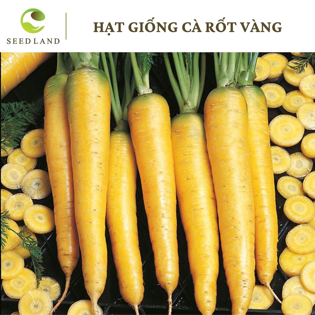 Hạt giống cà rốt vàng chịu nhiệt - 2gr Seedland