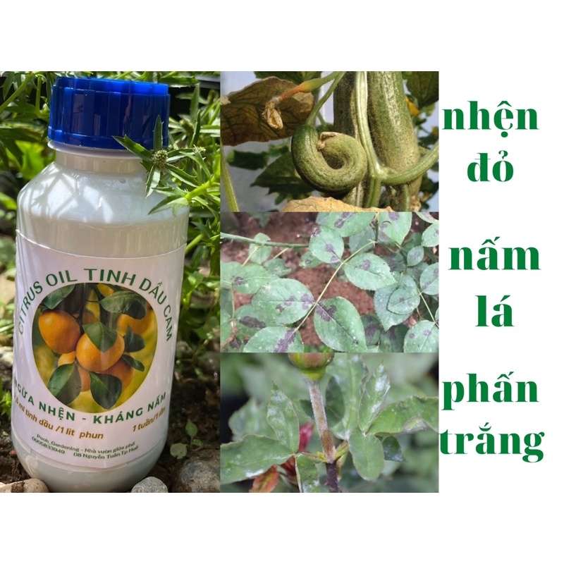 Tinh dầu cam:Hương thơm vỏ cam trị nhện đỏ