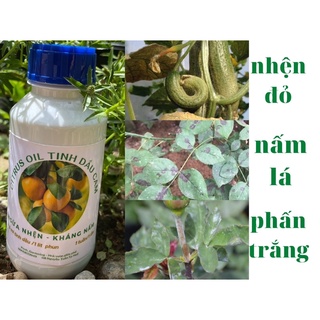 Tinh dầu cam:Hương thơm vỏ cam trị nhện đỏ