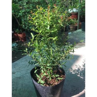 Cây lựu đỏ Mỹ 6 tháng cho trái , cây đẹp, giống chuẩn