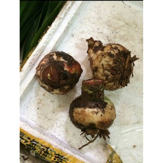 Bộ 2 củ hoa huệ tây (1  củ hoa đỏ nhung + 1 củ hoa hồng đào )