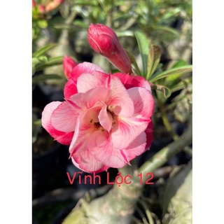 cây sứ thái ghép giống mới