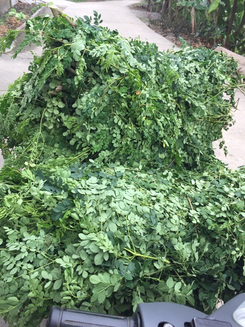 Bột chùm ngây nguyên chất sấy lạnh nhà làm | BigBuy360 - bigbuy360.vn