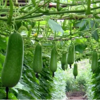 Hạt giống bí đao chanh