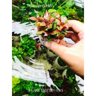 Cây thuỷ sinh huyết tâm lan mini - cây thuỷ sinh màu đỏ cho bể thuỷ sinh - bó 5 cây