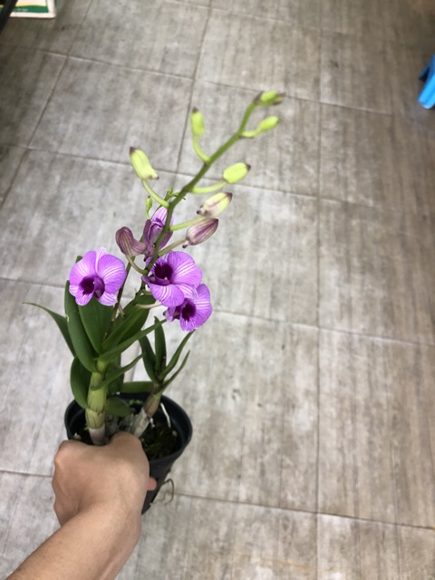 Dendro mini đang hoa