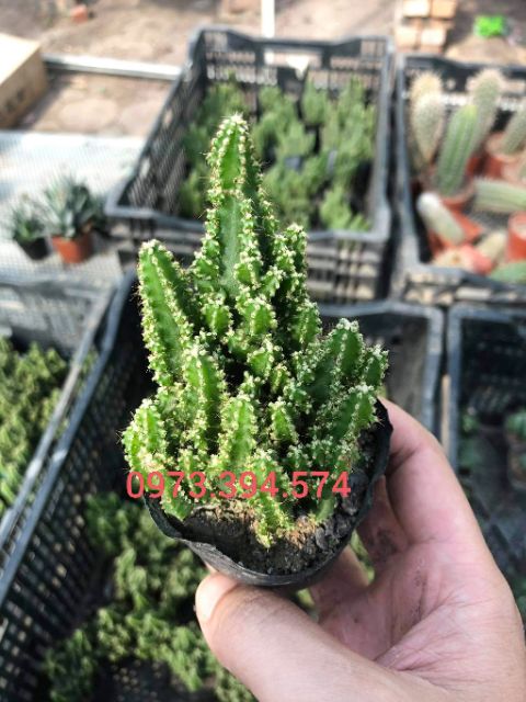 Xương rồng Thanh Sơn- Cây khỏe đẹp cao 5-7cm