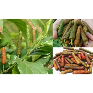 ( HOẢ TỐC 3H) Tiêu lốt tươi 500g