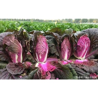 [Hạt giống Đài Loan] Cải thỏa tím Đài Loan (Gói lẻ 10 hạt )