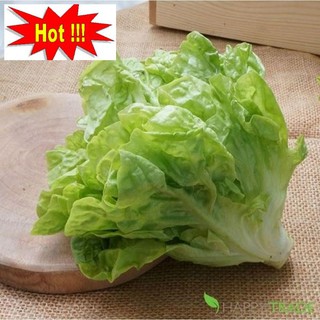 Giống Rau Xà lách mỡ