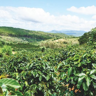 Cà phê Drip Cầu Đất Farm 250g