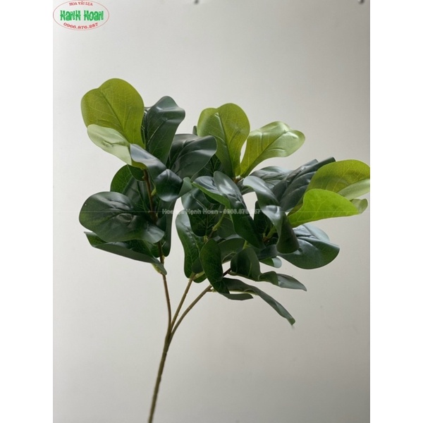 Cây bàng Singapore thân cổ 3 nhánh lá cao 1m -Cây giả decor