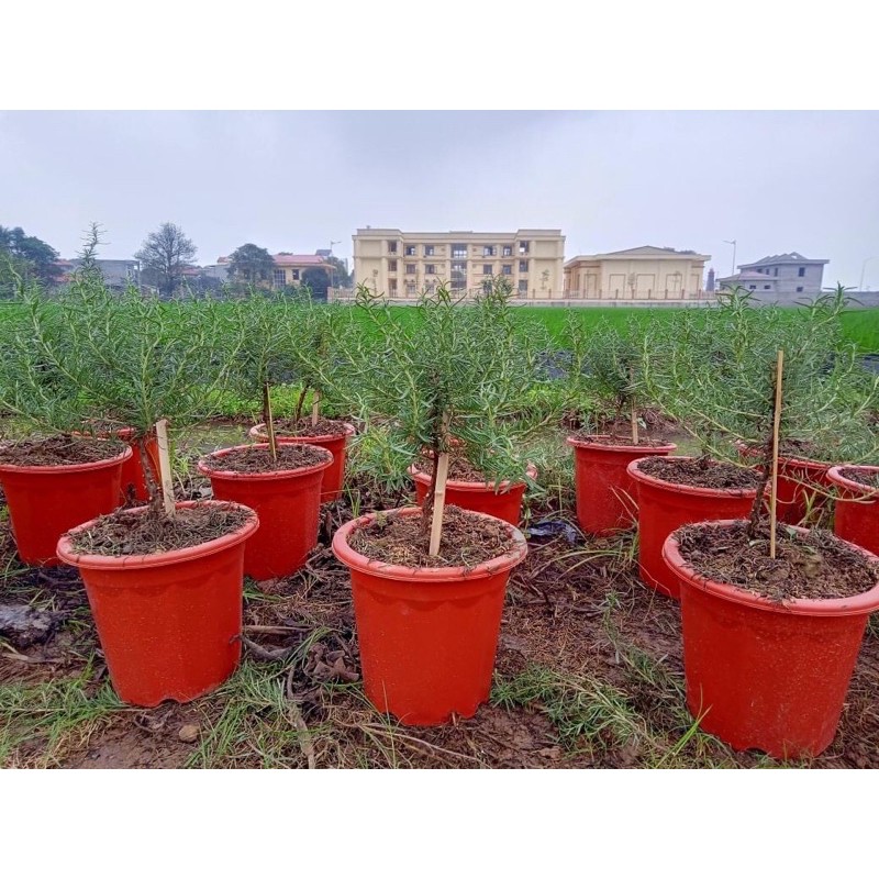 Hương thảo thân tree