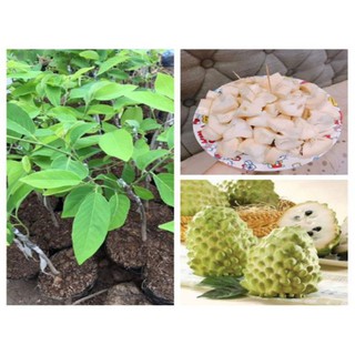 Cây Na Dứa Đài Loan