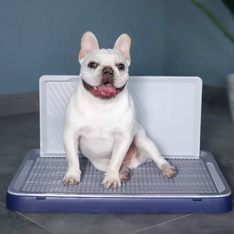 Khay vệ sinh cho chó có tường