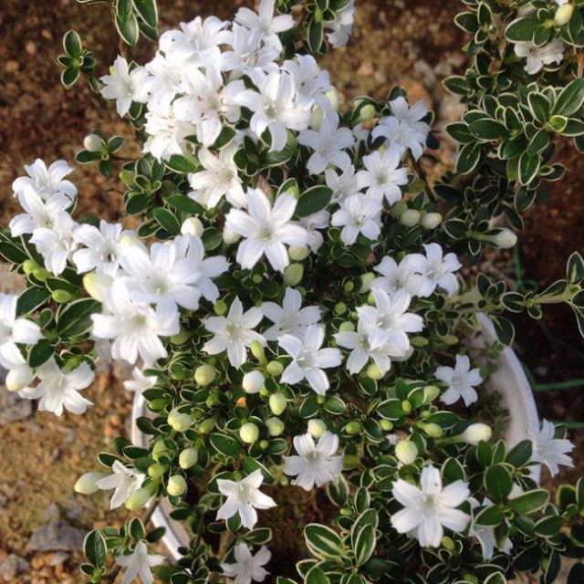 CHẬU BẠCH TUYẾT MAI--CÂY NGÀN SAO--SIÊU ĐẸP