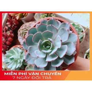 Chậu sen đá hồng phấn size đại