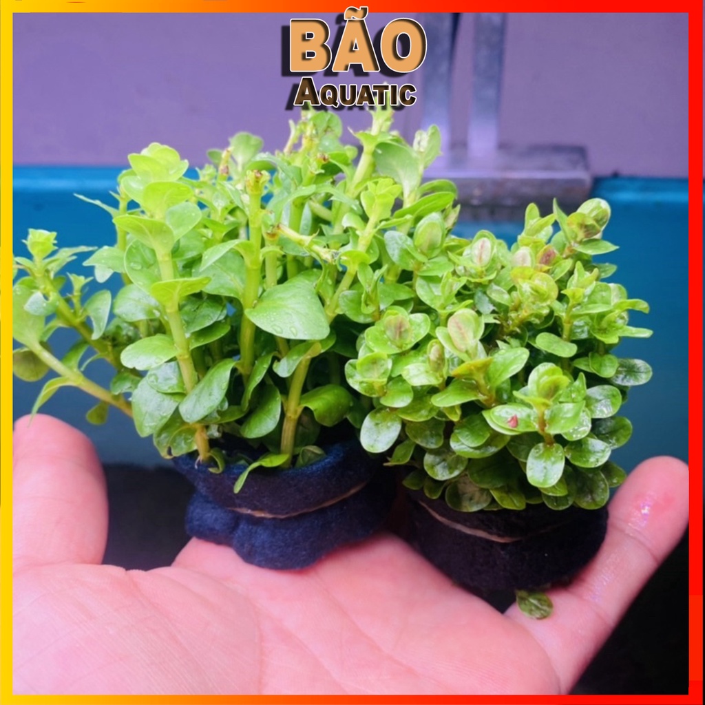 Cây thủy sinh Vảy Ốc 18-25 ngọn Cây thủy sinh cắt cắm lá cạn dễ trồng