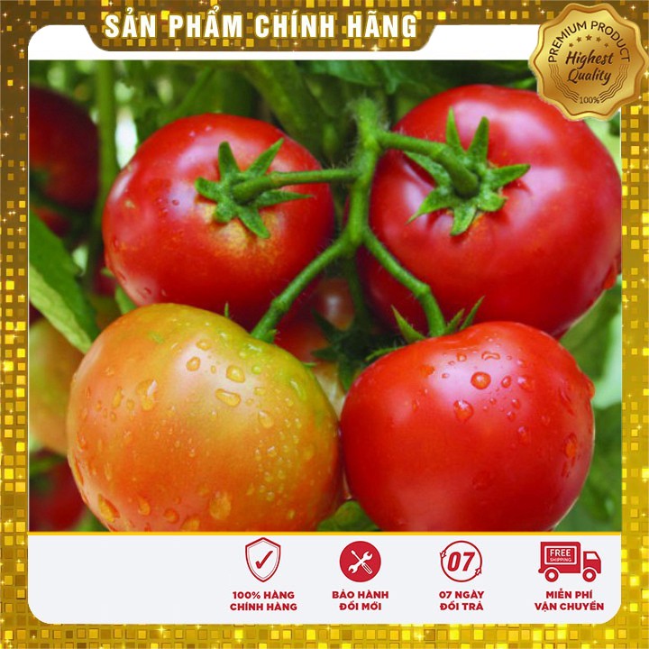 Hạt giống cà chua Aka quả to dễ trồng quanh năm - 0.2gr