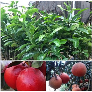 Cây giống Bưởi đỏ tiến vua, bưởi luận văn - Xanh Garden
