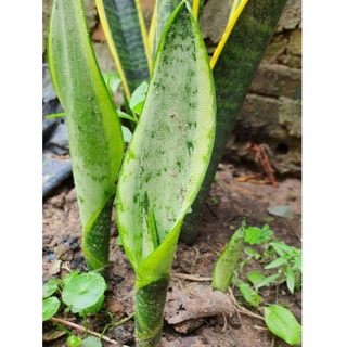 Mầm cây lưỡi hổ.