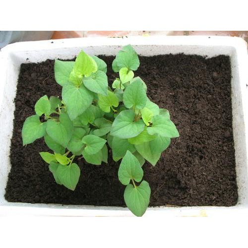 Diếp Cá  - Chậu Rau