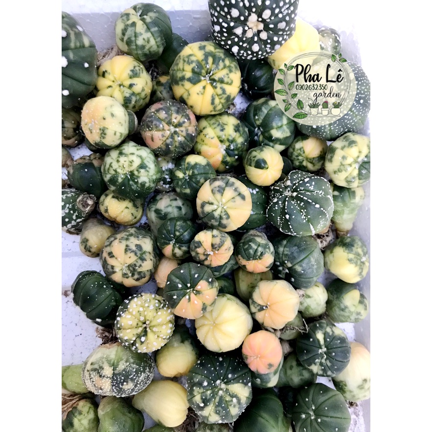 Xương rồng Aster lem siêu cưng