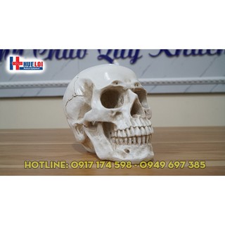 Mô hình giải phẫu xương sọ