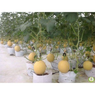Hạt Giống Dưa Lưới Lõi Vàng Oval  (10 hạt)