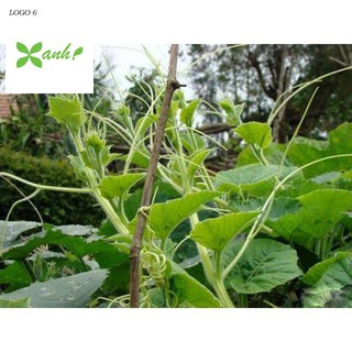 Hạt giống Bí Siêu Ngọn 10gram