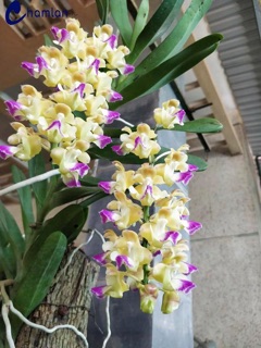 lan hoàng nhạn t4 - 1 nhỡ