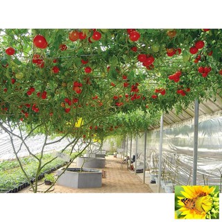 Hạt giống cà chua bạch tuột