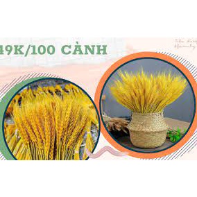 lúa mạnh vàng óng tự nhiên cắm bình hoa trang trí