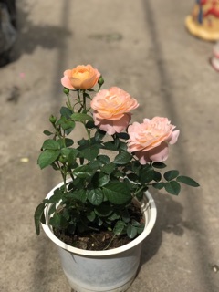 Tezza cam cam cá hồi xinh, siêu thơm