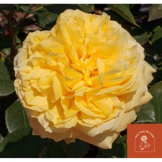 Hoa hồng ngoại Yellow Meilover Vàng Cực Phẩm-HoaTuoiMeLinh