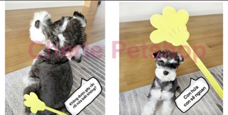 Cây tét đít / huấn luyện Mickey