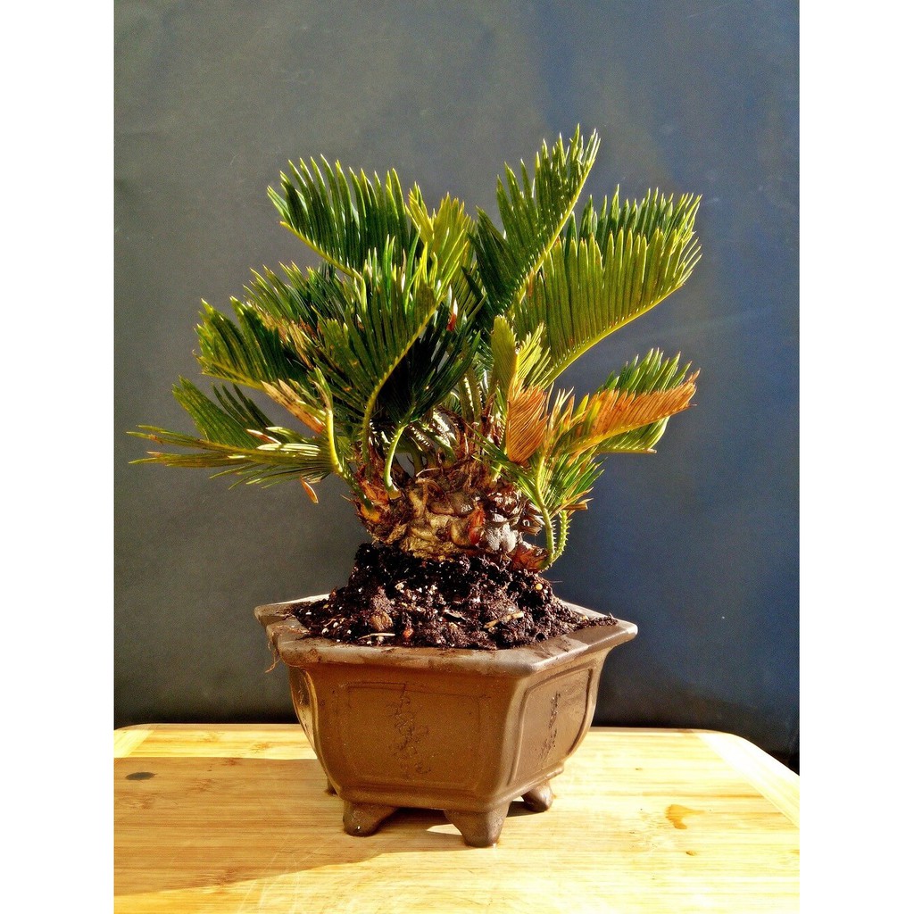 Cây Cycas revoluta (Vạn Tuế) Bonsai chậu nhựa