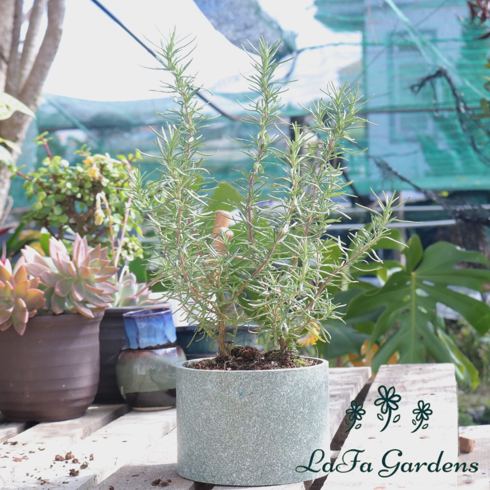 Cây hương thảo rosemary từ vườn hoa LAFAGARDEN, Kích thước(35cm đến 45cm) có nhiều cành nhánh khỏe