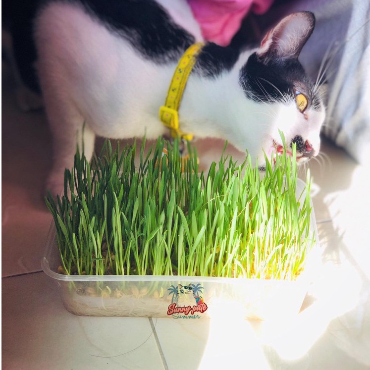 Hạt giống cỏ lúa mạch cho mèo 40g