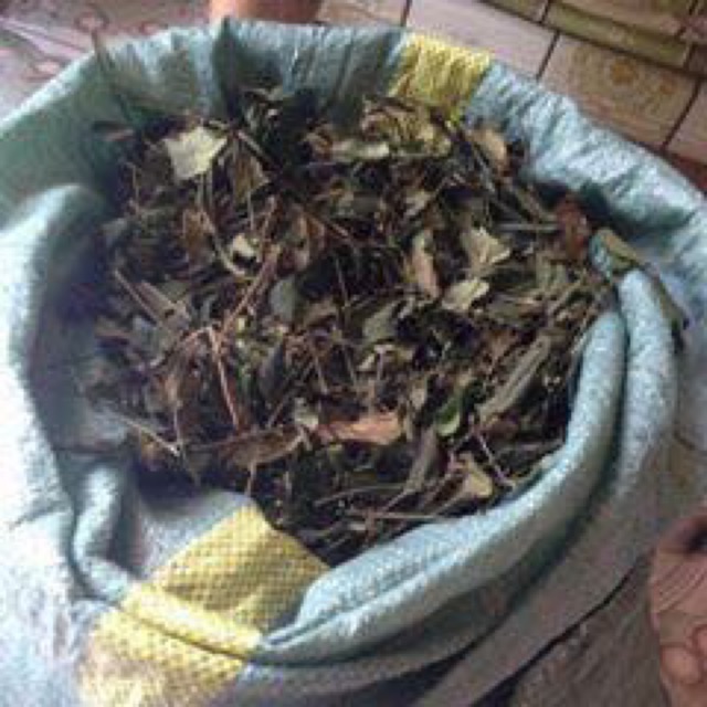 Chè vằng lá sẻ