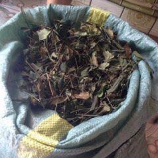 Chè vằng lá sẻ