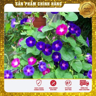 -30% COMBO 05 LOẠI HOA LEO GIÀN SIÊU ĐẸP
