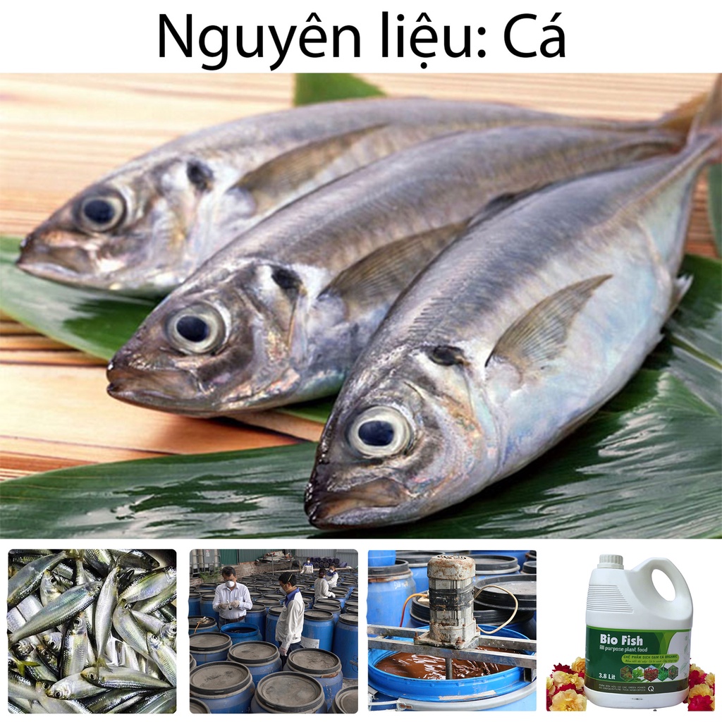 Phân bón lá đạm cá hữu cơ vi sinh Rosava 4lit đậm đặc cho hoa hồng, lan, sen đá, hoa giấy và cây cảnh