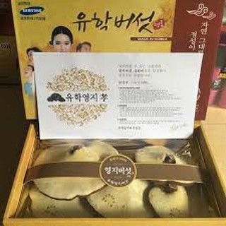 NẤM LINH CHI HÀN QUỐC HỘP CÔ GÁI VÀNG THƯỜNG