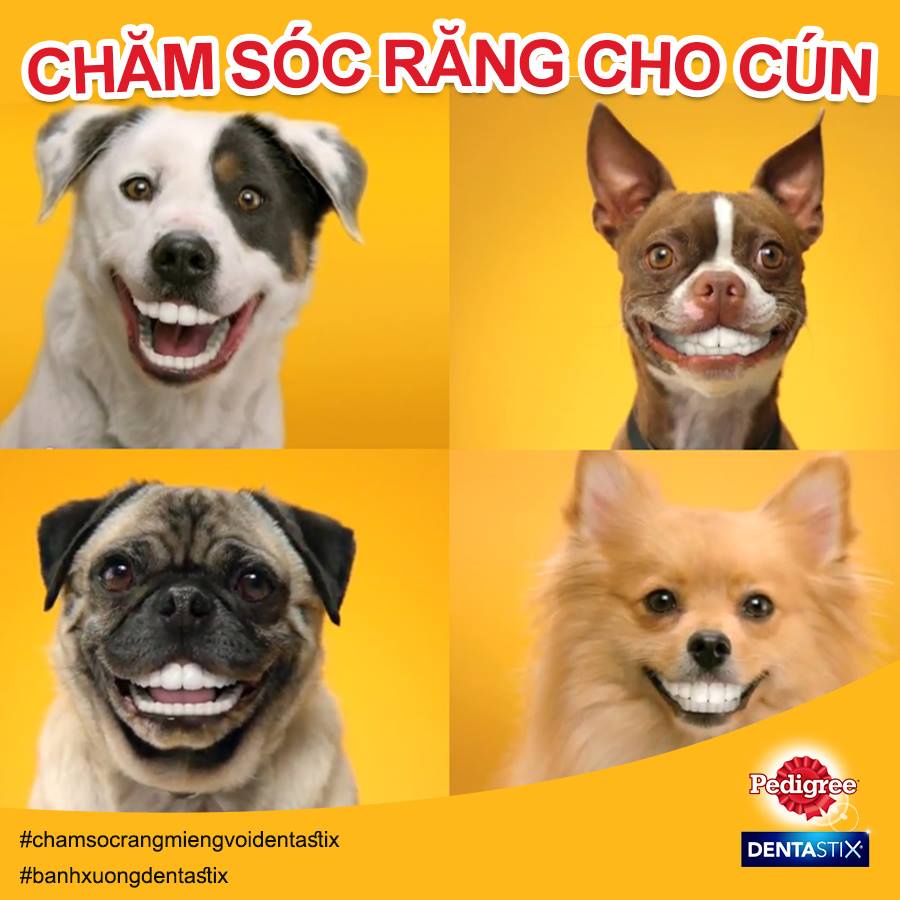 Bánh xương gặm cho chó lớn Pedigree Dentastix 75g 98g, snack sạch răng vị gà Con Mèo Xiêm